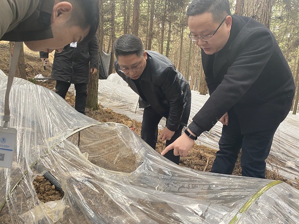 銅仁城交集團(tuán)黨委委員、副總經(jīng)理趙天勇一行赴石阡縣檢查羊肚菌基地種植情況